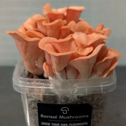 pink oyster mushroom grow kit