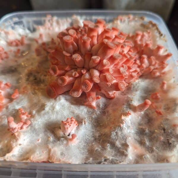 Pink Oyster Mushroom Grow Kit - Image 3