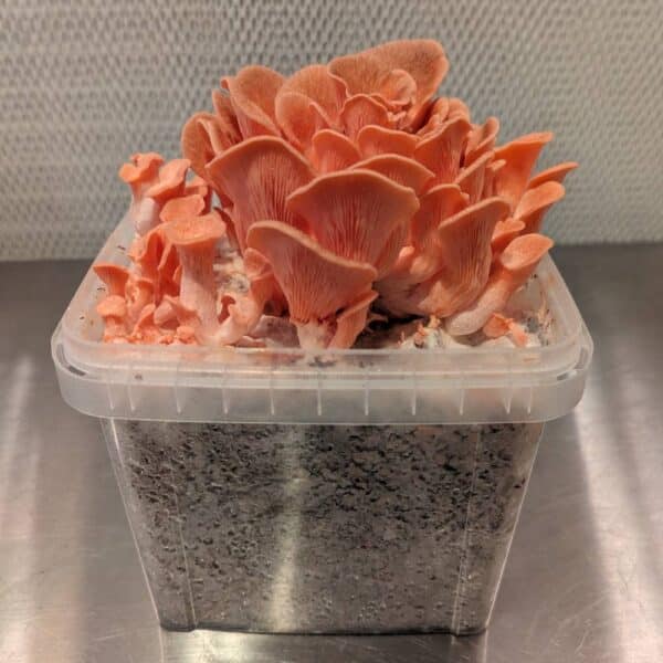 Pink Oyster Mushroom Grow Kit - Image 4