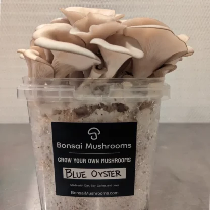 blue oyster mushroom grow kit