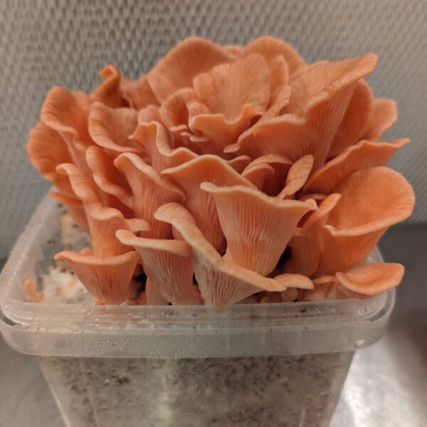 Pink Oyster Mushroom Grow Kit - Image 2