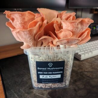 pink oyster mushroom product photo