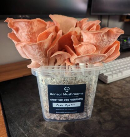 pink oyster mushroom product photo