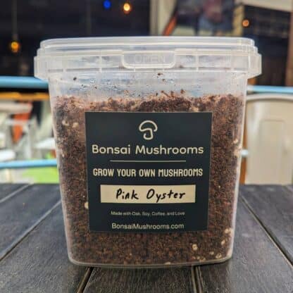 bonsai mushroom pink oyster product photo