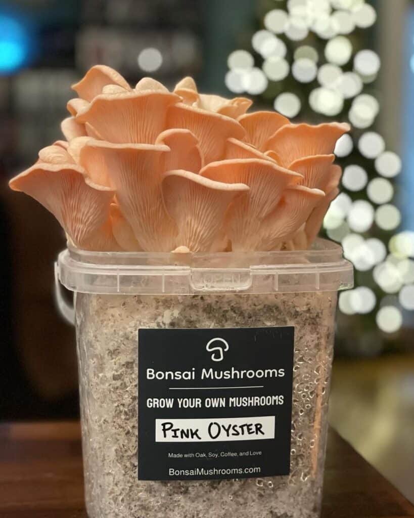 pink oyster mushroom grow kit