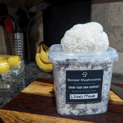 lions mane mushroom grow kit