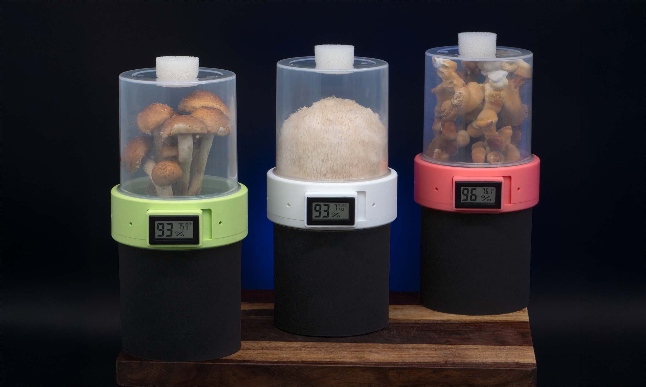 Bonsai Mushroom Pod Grow Kits